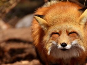 parc animalier