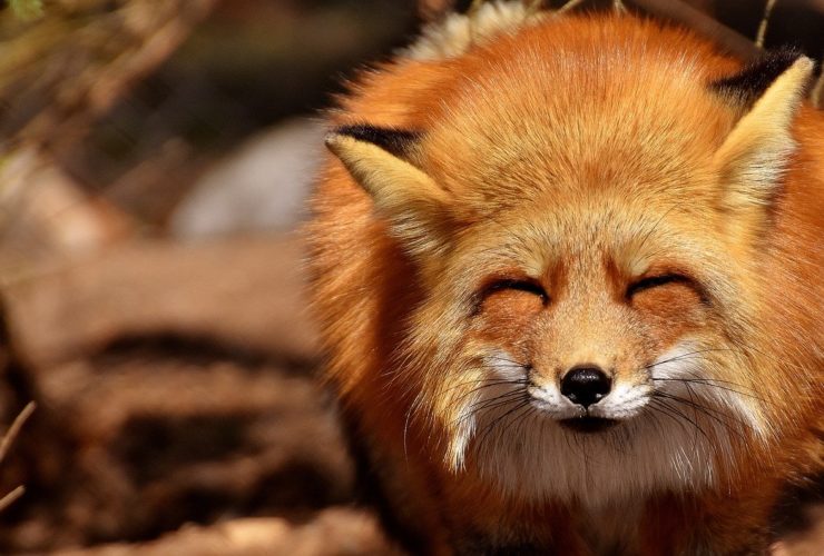 parc animalier