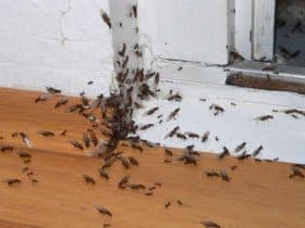 fourmis