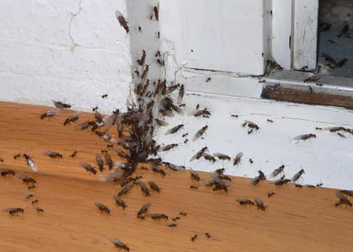 fourmis