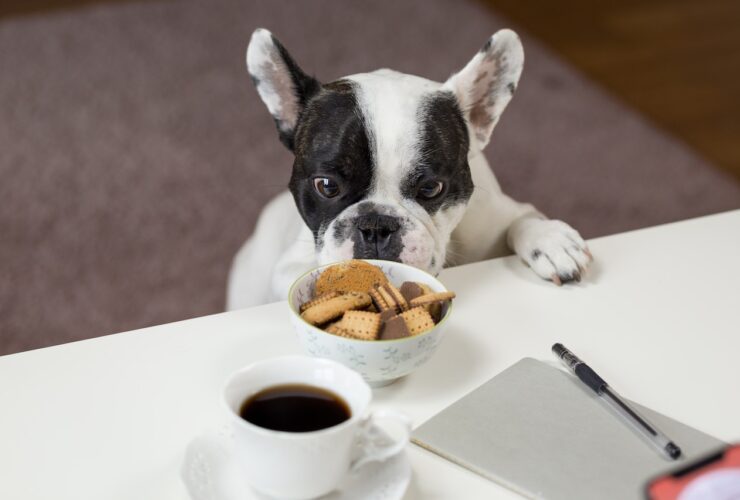 chiot avec des corquettes